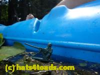 /home//u458753944/public_html/sourcegallery////Frogs/Bullfrogs 2016-08 Ontario/P8081408.JPG